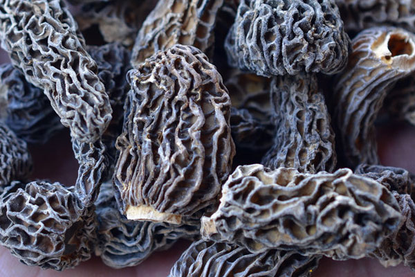 蓮子扣蒸羊肚菌的食用禁忌 蓮子扣蒸羊肚菌的食用禁忌