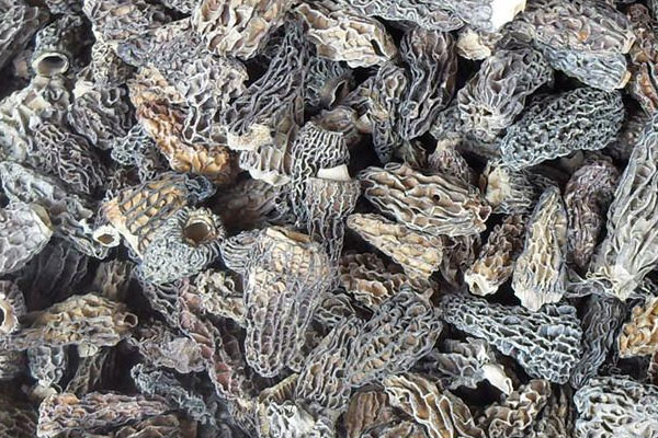 羊肚菌佐有機(jī)蔬菜汁的營(yíng)養(yǎng)價(jià)值 羊肚菌佐有機(jī)蔬菜汁的營(yíng)養(yǎng)價(jià)值