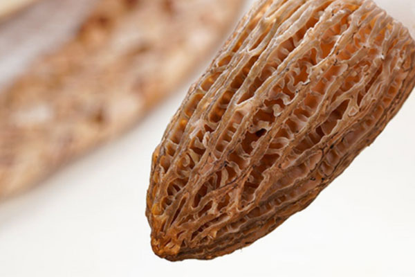 羊肚菌適合在什么土壤種植，羊肚菌種植的最低溫度