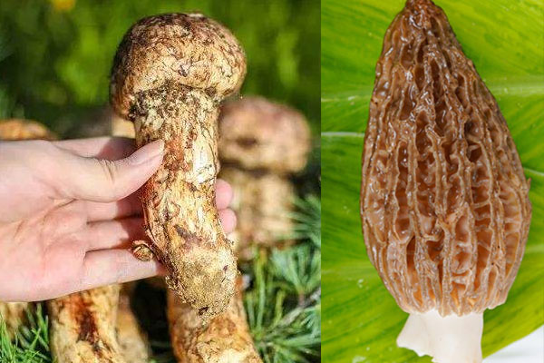 羊肚菌和松茸哪個(gè)好 羊肚菌和松茸哪個(gè)好