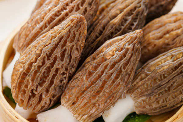 羊肚菌的最早研究 羊肚菌的最早研究