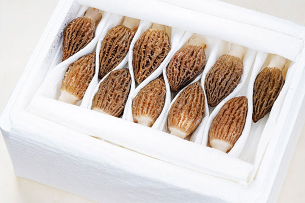 羊肚菌的研究運(yùn)用 羊肚菌的研究運(yùn)用