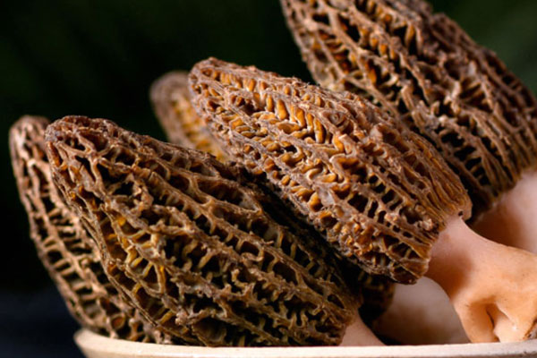 流鼻血可以吃羊肚菌嗎，吃藥可以喝羊肚菌湯嗎