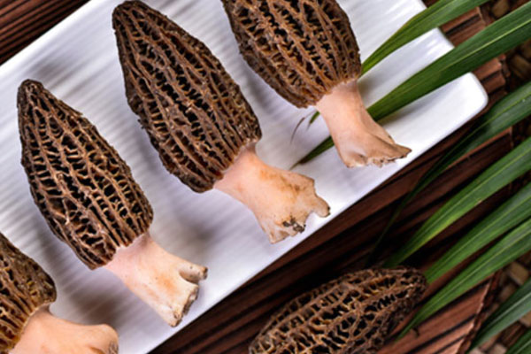 羊肚菌的分類和分布 羊肚菌的分類和分布