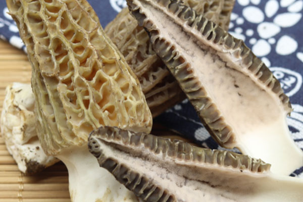 羊肚菌是寄生植物嗎 羊肚菌是寄生植物嗎