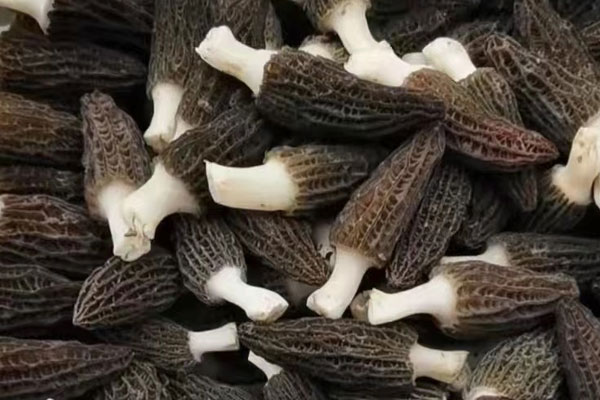 羊肚菌的柄能吃嗎 羊肚菌的柄能吃嗎