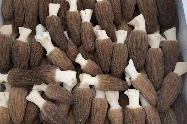 羊肚菌適合青少年吃嗎，羊肚菌柄可以吃嗎