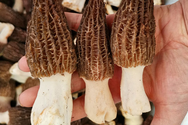 羊肚菌的尾巴需要剪掉嗎 羊肚菌的尾巴需要剪掉嗎