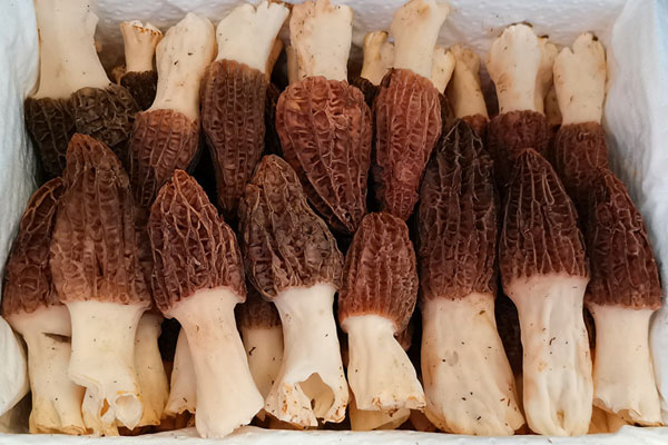 羊肚菌的蒂要不要去掉，干羊肚菌的頭要切掉嗎