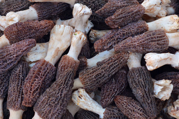 水洗過(guò)的羊肚菌可以放冰箱保存嗎 水洗過(guò)的羊肚菌可以放冰箱保存嗎