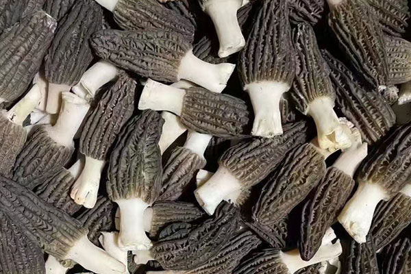 羊肚菌可以預(yù)防動脈硬化嗎 羊肚菌可以預(yù)防動脈硬化嗎