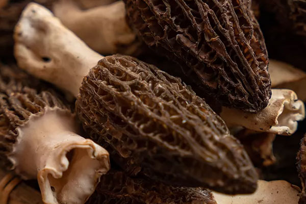 羊肚菌有腥味正常嗎，羊肚菌有點(diǎn)苦味正常嗎