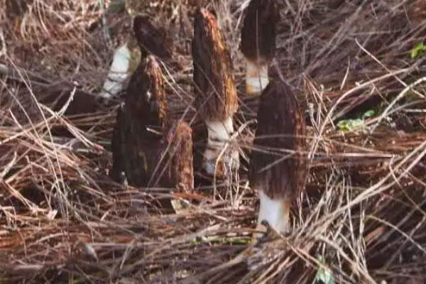 羊肚菌有苦味正常嗎 羊肚菌有苦味正常嗎