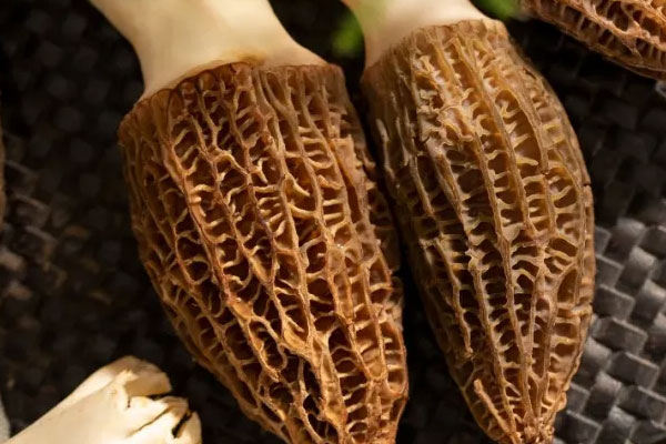 氣管炎可以吃羊肚菌嗎 氣管炎可以吃羊肚菌嗎