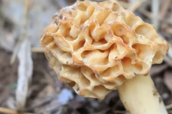 腎結(jié)石能吃羊肚菌嗎，膽結(jié)石可以吃羊肚菌嗎