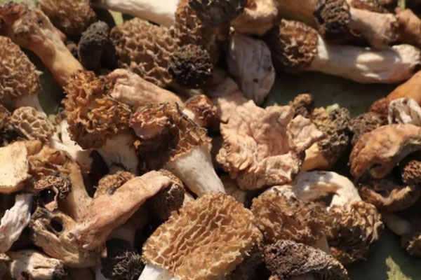 膽結(jié)石能吃羊肚菌嗎 膽結(jié)石能吃羊肚菌嗎