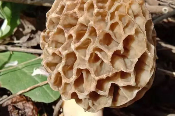 羊肚菌熱量高不高 羊肚菌熱量高不高