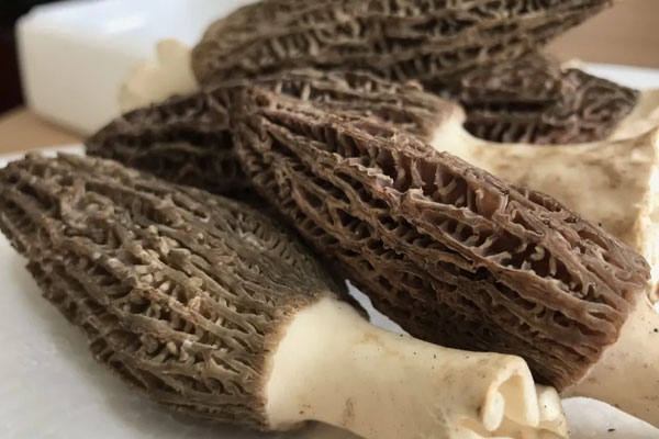 羊肚菌根際的微生物數(shù)量有多少 羊肚菌根際的微生物數(shù)量有多少