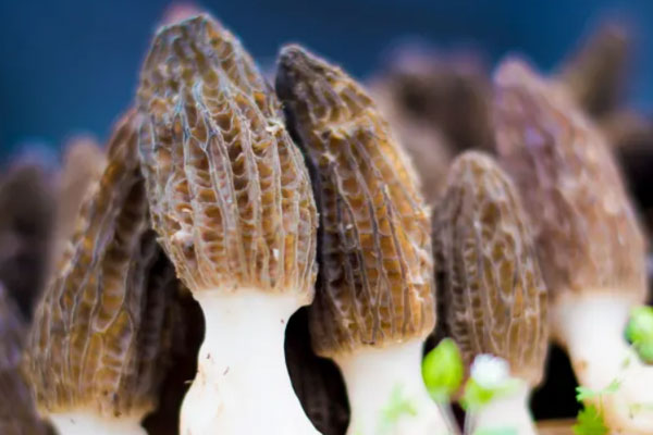 胃反流能吃羊肚菌嗎 胃反流能吃羊肚菌嗎