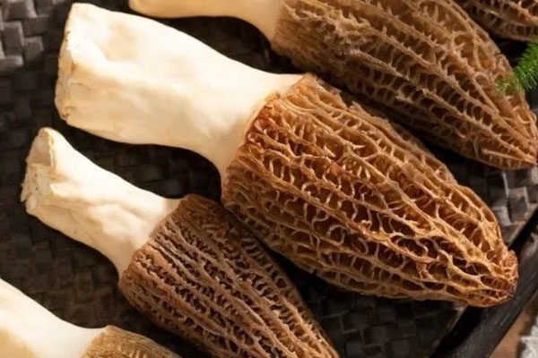 羊肚菌的現(xiàn)代醫(yī)學(xué)研究 羊肚菌的現(xiàn)代醫(yī)學(xué)研究