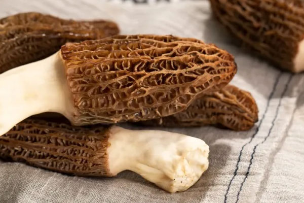 為什么云南的羊肚菌那么好吃 為什么云南的羊肚菌那么好吃