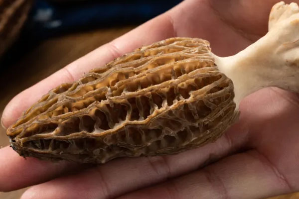 小孩吃羊肚菌的量，孕婦吃羊肚菌對(duì)胎兒有什么好處