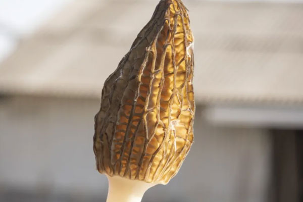 30克羊肚菌有幾個(gè)，100克羊肚菌可以吃幾次