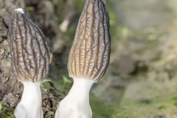 為什么頭茬羊肚菌更好吃 為什么頭茬羊肚菌更好吃