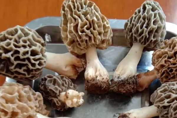 羊肚菌可以健脾胃嗎，羊肚菌有養(yǎng)胃功效嗎