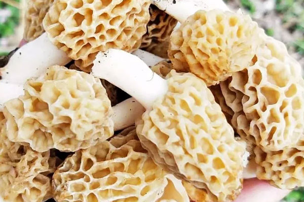 羊肚菌有養(yǎng)胃的作用嗎 羊肚菌有養(yǎng)胃的作用嗎