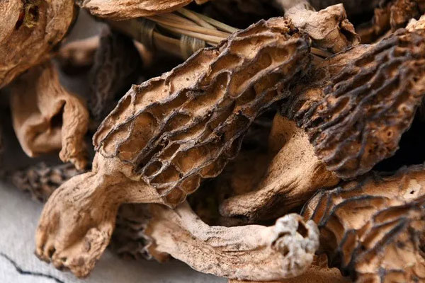 野生羊肚菌的特點(diǎn) 野生羊肚菌的特點(diǎn)