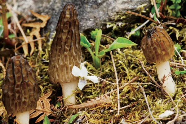 我國羊肚菌的種類數(shù)量 我國羊肚菌的種類數(shù)量