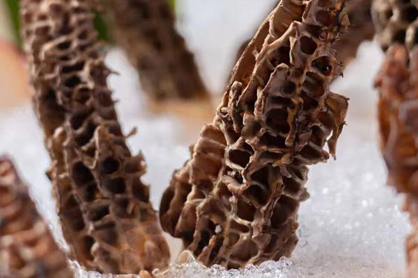 羊肚菌一個星期喝多少次 羊肚菌一個星期喝多少次