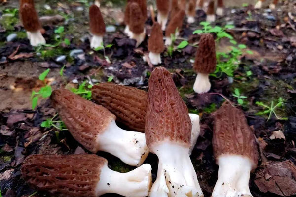 羊肚菌是無(wú)性還是有性繁殖 羊肚菌是無(wú)性還是有性繁殖