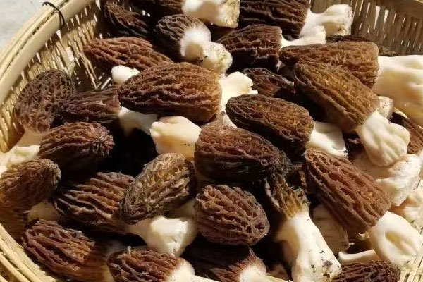 羊肚菌打火鍋什么時候放最好 羊肚菌打火鍋什么時候放最好