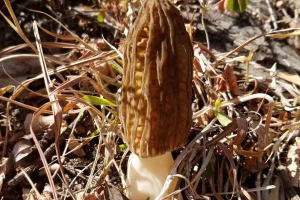 晝夜溫差大對羊肚菌的生長好嗎 晝夜溫差大對羊肚菌的生長好嗎