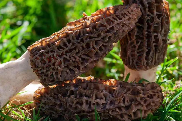 芥蘭素炒羊肚菌的營養(yǎng)價值 芥蘭素炒羊肚菌的營養(yǎng)價值