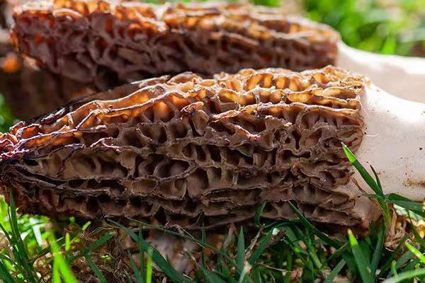 芥蘭素炒羊肚菌的食用禁忌 芥蘭素炒羊肚菌的食用禁忌