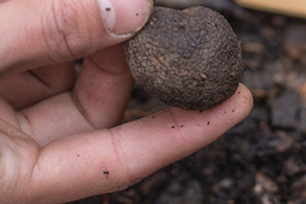 黑松露豆腐湯的營(yíng)養(yǎng)價(jià)值