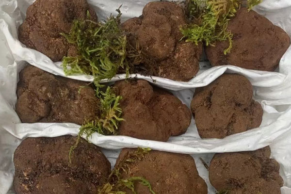 黑松露豆腐湯的食用禁忌