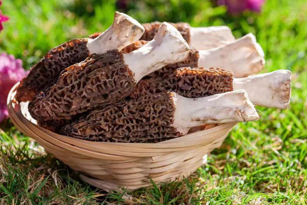 怎么栽培羊肚菌好 怎么栽培羊肚菌好