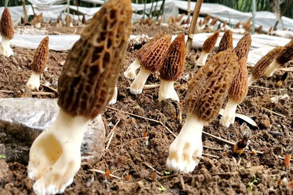 做錐切手術(shù)后可以吃羊肚菌嗎，骨折能喝羊肚菌湯嗎