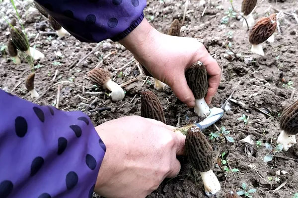 羊肚菌怎么采摘好 羊肚菌怎么采摘好