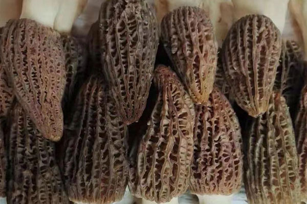 腦炎可以吃羊肚菌嗎，心臟病人能吃羊肚菌嗎