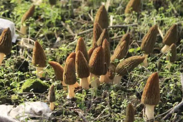 鼻咽癌能吃羊肚菌嗎，冠心病人能吃羊肚菌嗎