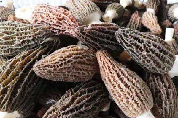 冠心病可以吃羊肚菌嗎 冠心病可以吃羊肚菌嗎