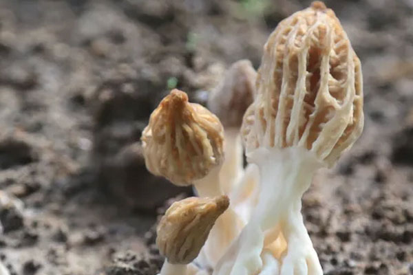 8個月寶寶能吃羊肚菌嗎，1歲可以吃羊肚菌煮粥嗎