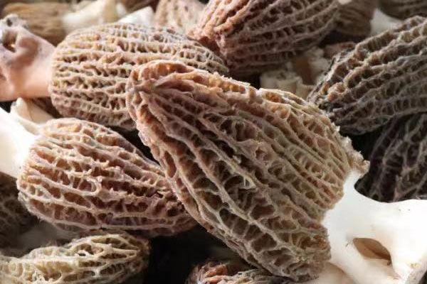 十個月寶寶可以吃羊肚菌嗎 十個月寶寶可以吃羊肚菌嗎