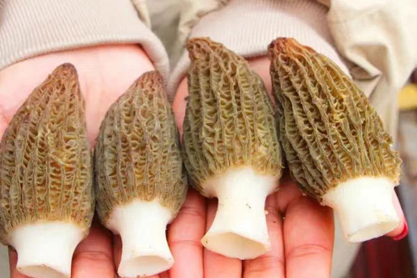 1歲寶寶可以吃新鮮羊肚菌嗎，十個月寶寶能吃羊肚菌嗎