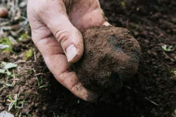 黑松露口蘑披薩的功效作用